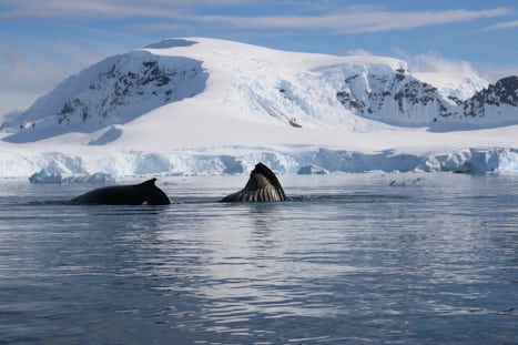 Wilhelmina Bay humpbacks