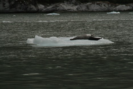 The seals and pups floating down the channel on top of an ice flow