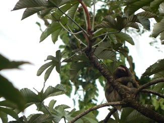 Three-toed sloth from the gondola in Costa Rica.