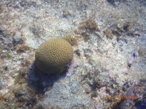 brain coral in Grand Turk