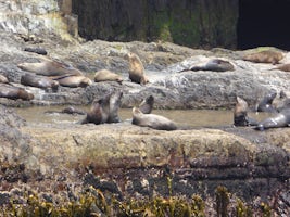 Seals on rocky terraces at the foot of Tasman Island cliffs.