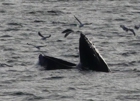 Humpback Whale lunge feeding