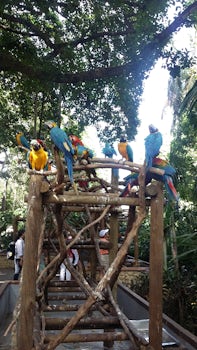 Parrots at the Cartegena, Columbia port