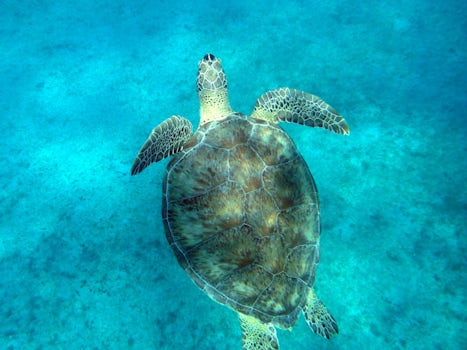 Many snorkeling opportunities on this Caribbean trip.  This sea turtle swam