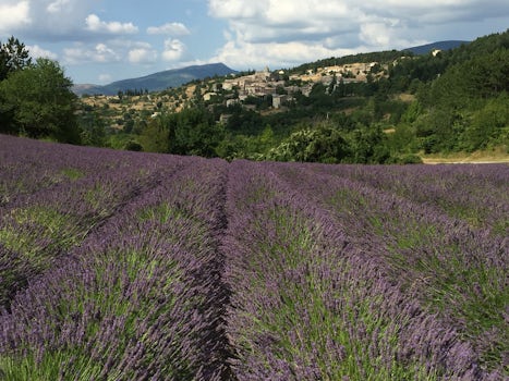 Lavender Fields! A Dream Come True!