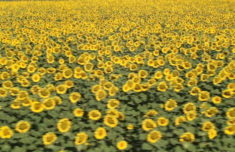 Sunflowers Everywhere!
Another Reason To Travel In July!
