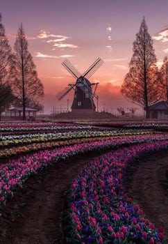 Windmill & tulips, like the name of the river cruise.  Somewhere in the Net