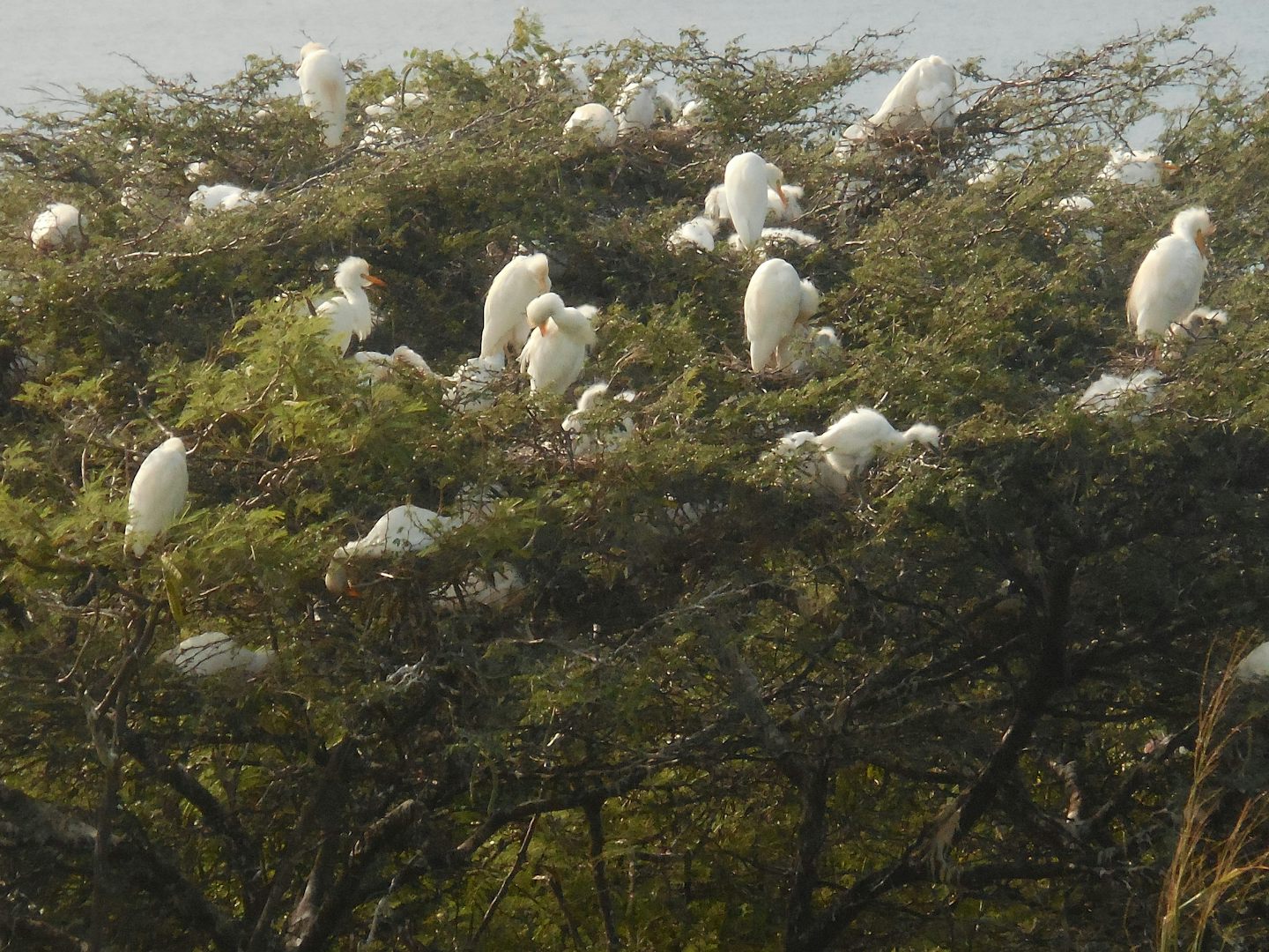 Thrilling white migratory birds filling the trees in St. Kitts on their way
