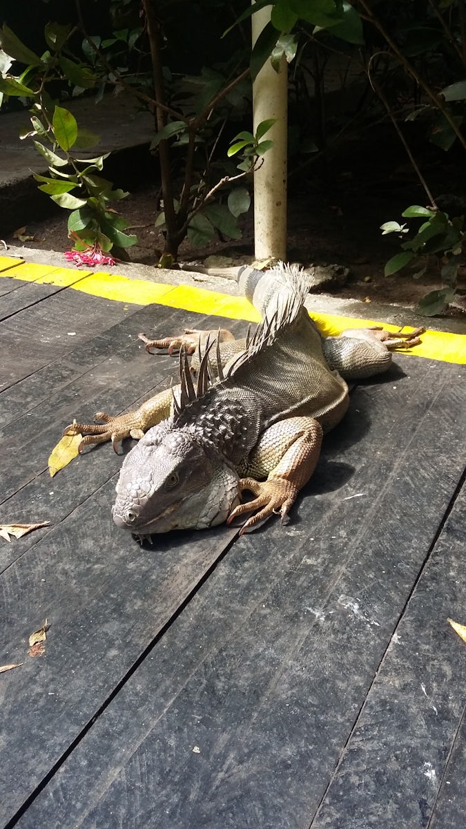 Iguana in the Colombia port