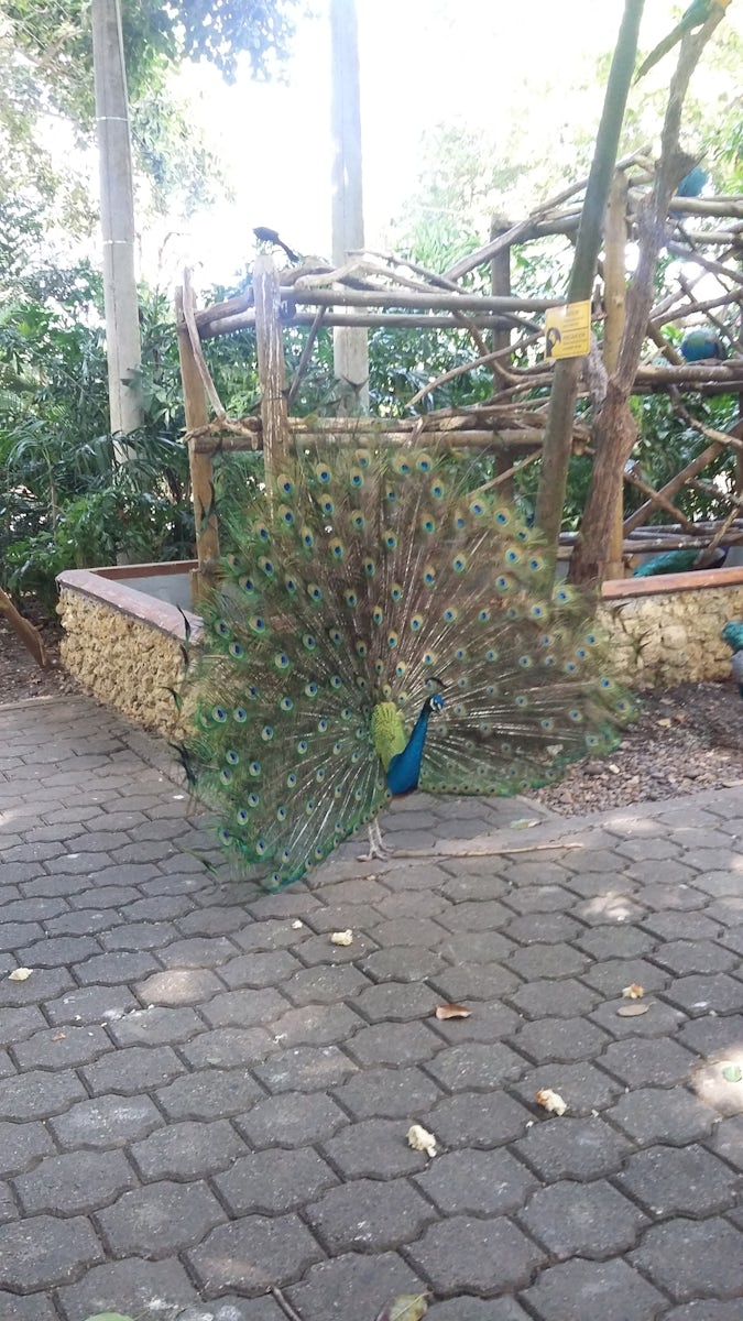 peacock in the Columbia port