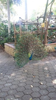 peacock in the Columbia port