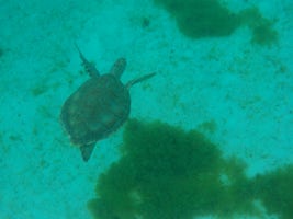 Swimming with turtles in Tobago Cay