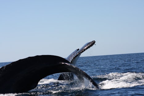 Two humpback whales.