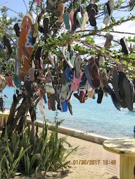 The flip-flop tree in Bonaire.Tourists hang a flip flop in the tree so they'll return