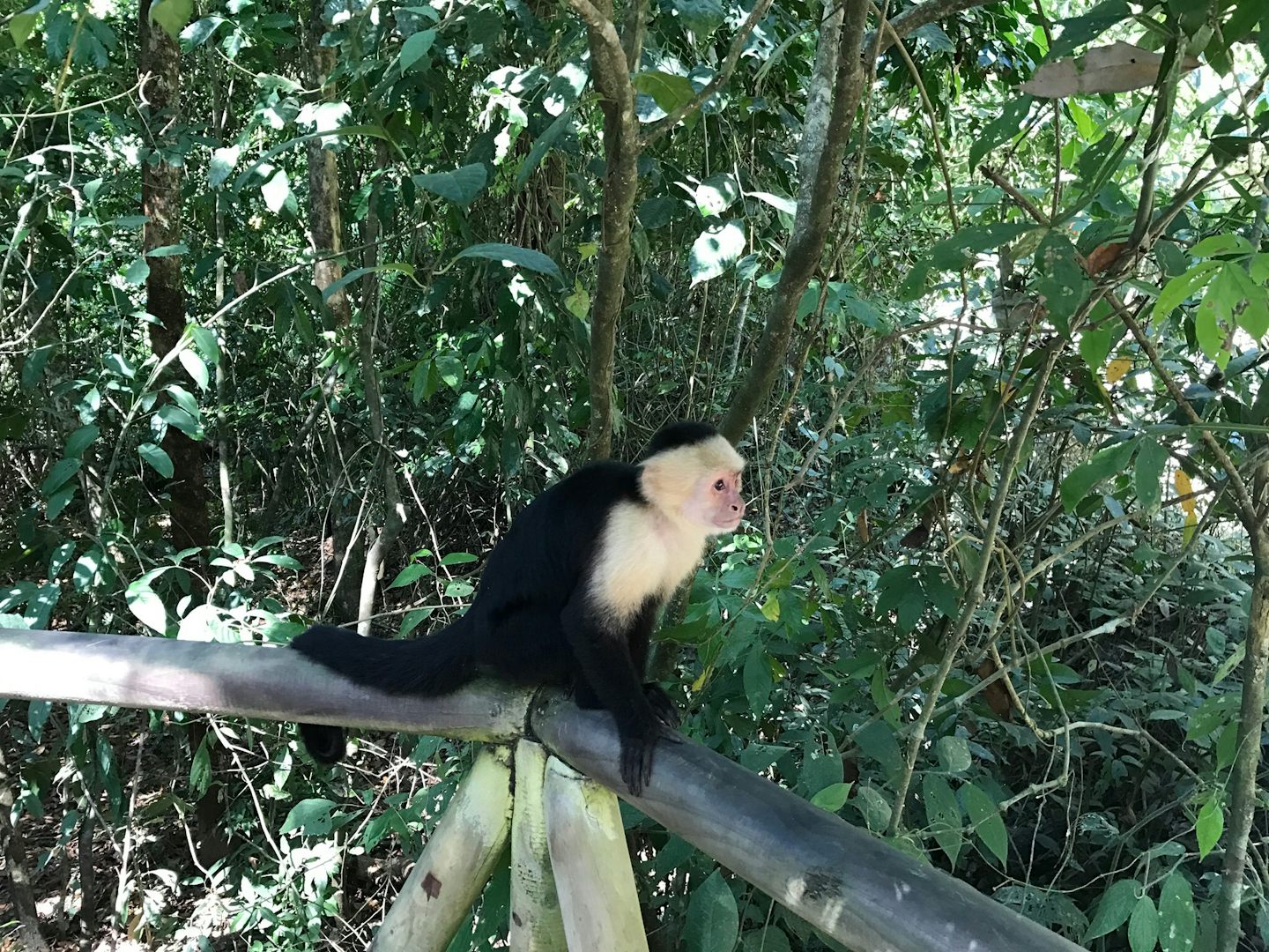 Monkey in Manuel Antonio park