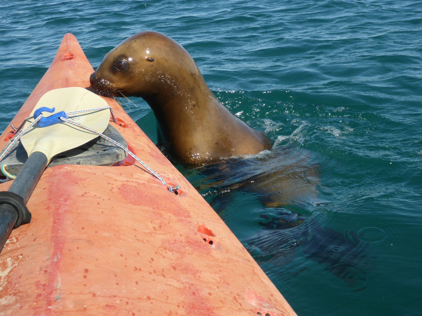 While sea Kayaking with Sea Lions, this one got up close and personal.  It eventually climbed on top of the Kayak.  The guide was great, he held our Kayak steady so we did not swim with the sea lions.