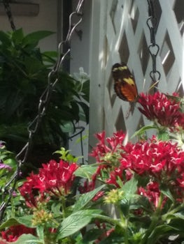 Key West - Butterfly Conservatory