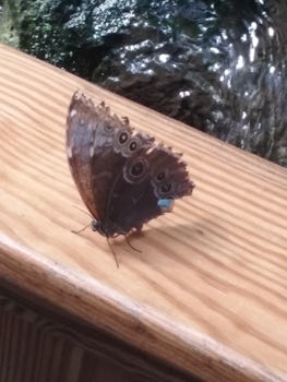 Key West - Butterfly Conservatory