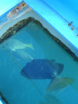 Glass bottom boat fish, only $20 and great views around rocks