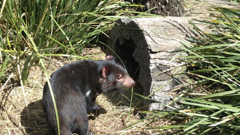 Tasmanian Devils at Bonorong Sanctuary