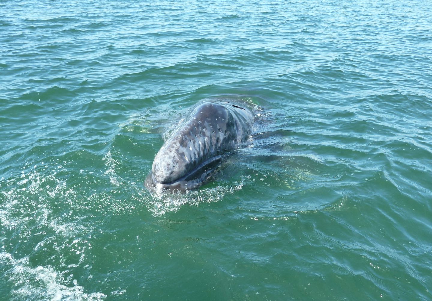 Grey Whale Baby in Magdelena Bay