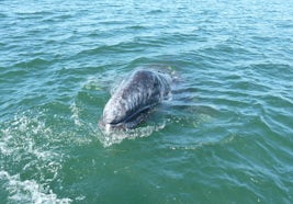 Grey Whale Baby in Magdelena Bay