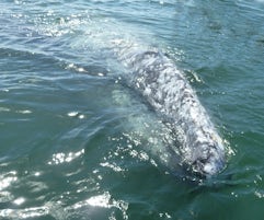 Grey Whale in Magdelena Bay