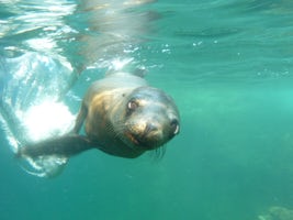 Snorkeling with baby Sea Lions