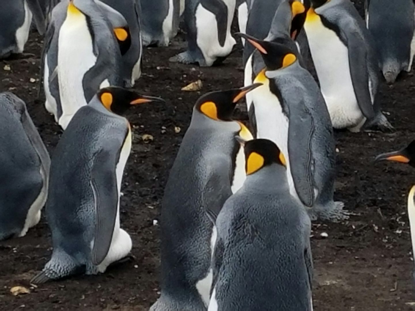 King penguins on the Falkland Island
