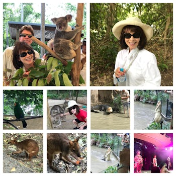 Tour of a park with koalas, kangaroos, wallabies and a crocodile show.