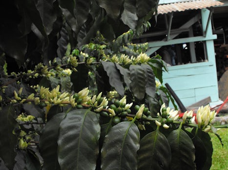 coffee plant in bloom and setting on coffee beans