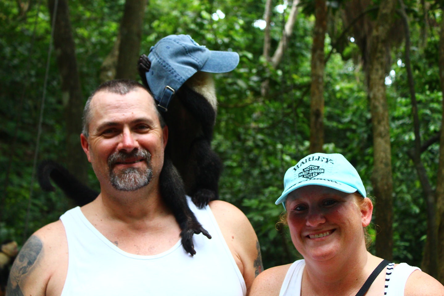Gambalimba Preservation Park. Monkey stole his hat and had to try it on. Wh