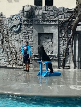 Sea lion show from our Cozumel excursion. We also had snorkeling, buffet lu
