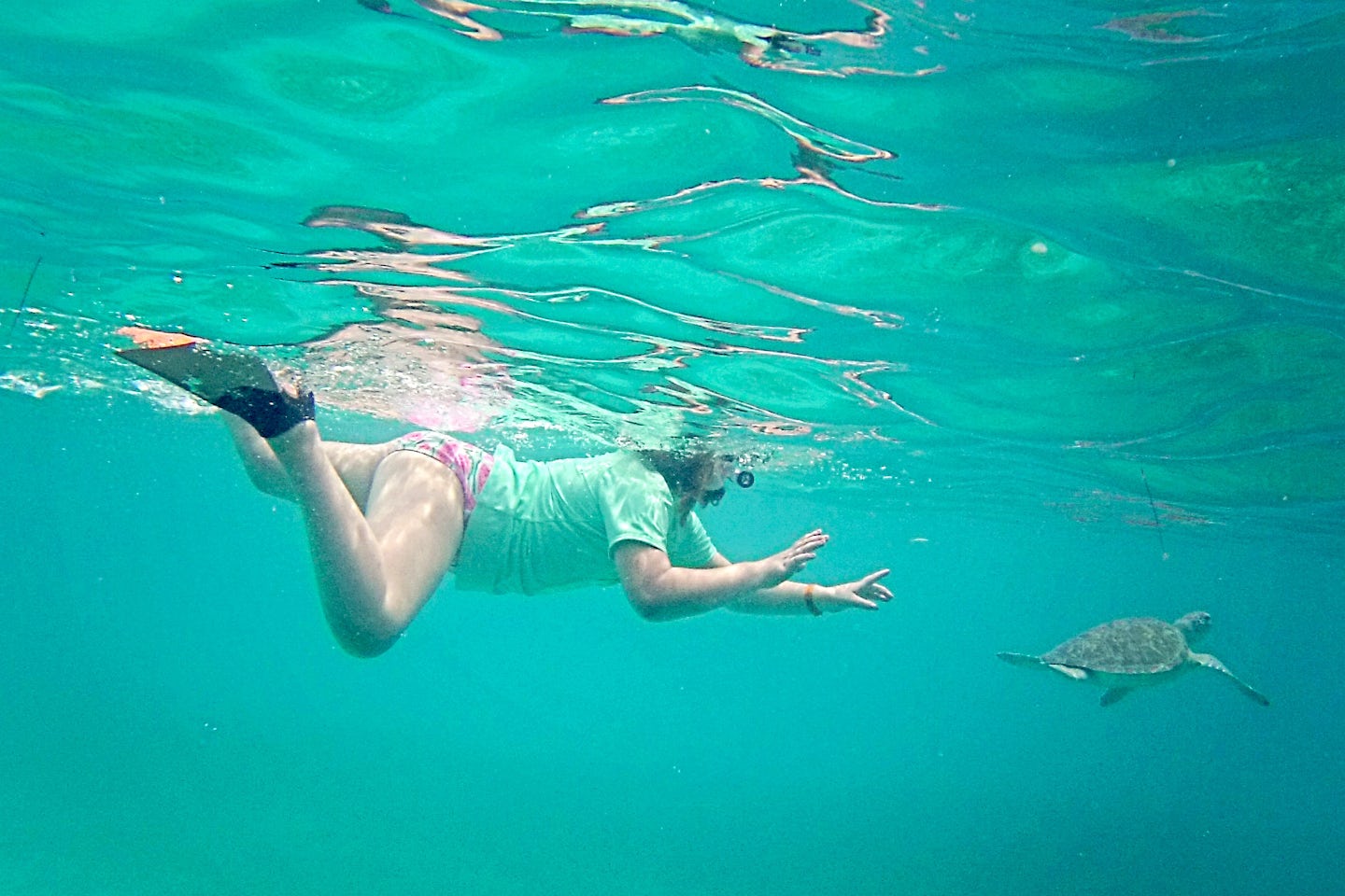 Snorkeling with the Sea Turtles was a complete HIGHLIGHT of our cruise.