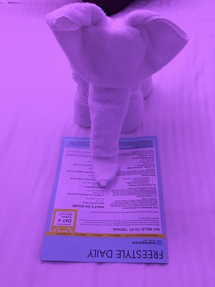 Towel Animal checking out the activities