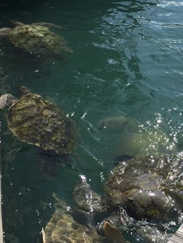 Grand Cayman Turtle Encounter