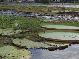 The giant lily pads in Lake January near Manaus.  Some as big as 4-5 feet i