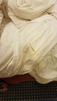 We found this on our duvet on the 4th day of cruising and i can assure you that it wasn