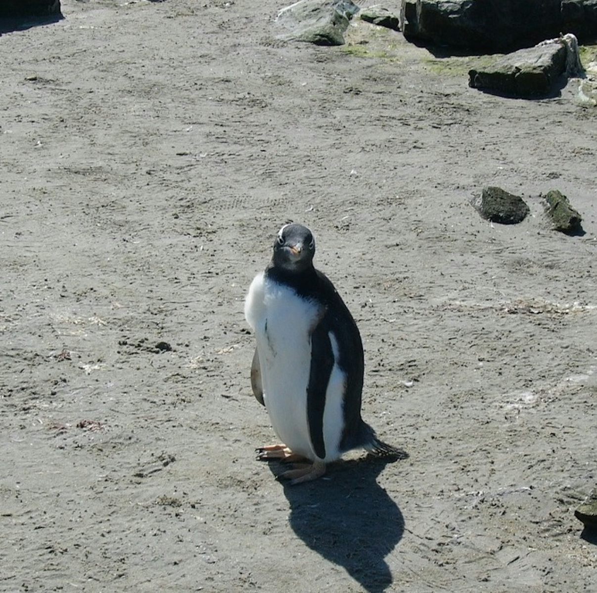 A Gentoo Penguin on The Falkland Islands