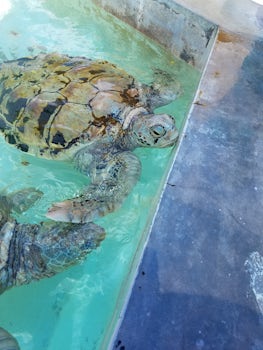 Sea turtles at the turtle conservation farm on Grand Cayman