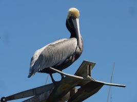 Pelican om Hilton Head