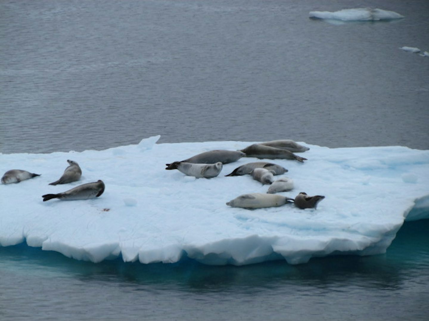 Seals floating on an iceberg in the Antarctic waters.