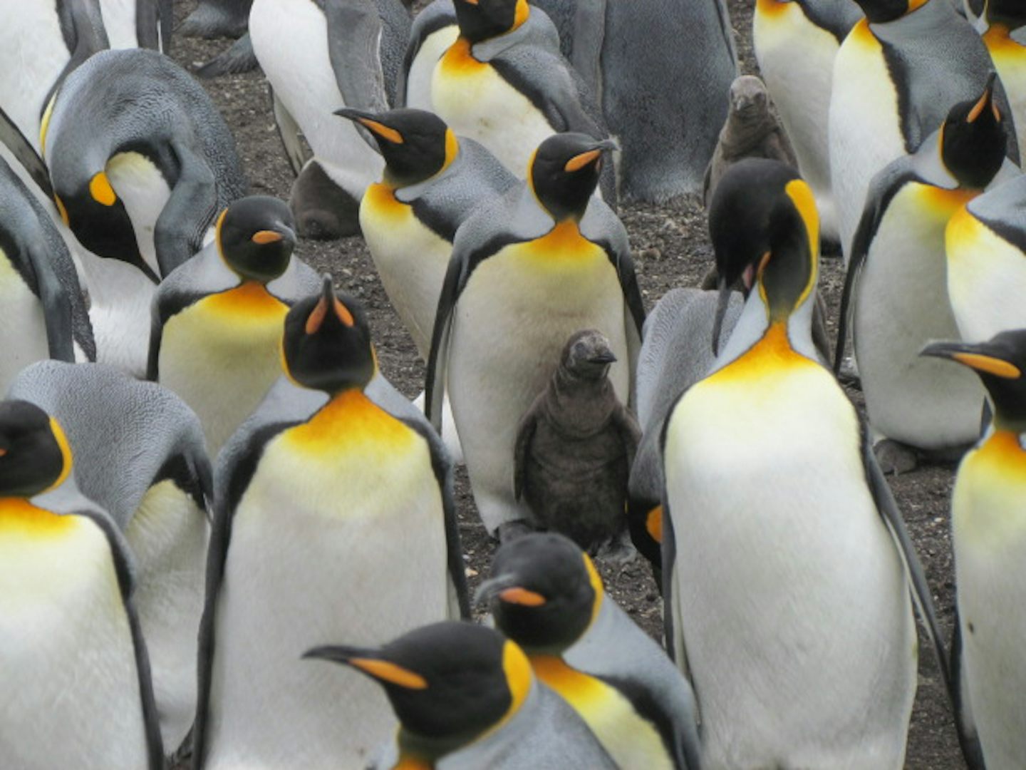 King penguins in the Falklands.