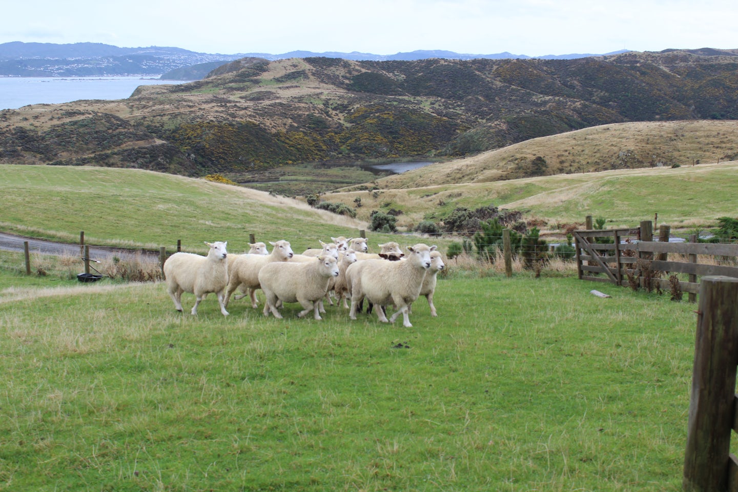 Sheep station outside of Wellington on the "shipwreck coast."  Our