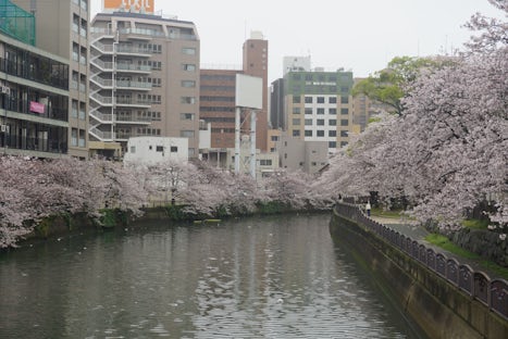 Cherry Blossoms line the river