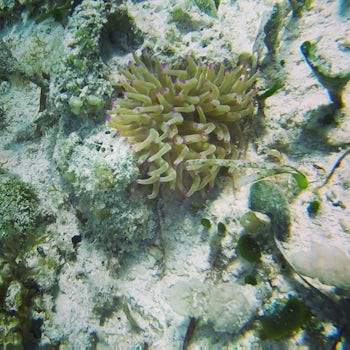 The coolest bit of sea life we saw when Snorkeling off Punta Sur (aside fro