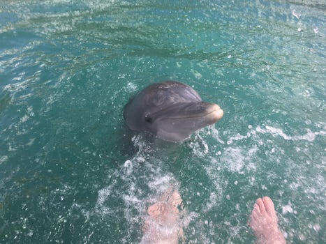 It was indeed a close encounter with dolphins in Freeport