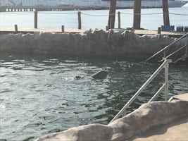Dolphins in Costa Maya