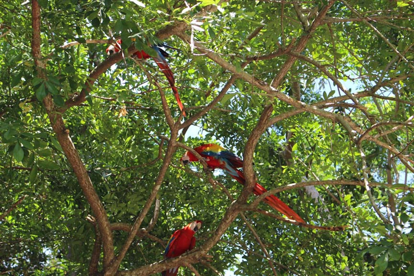 Gumbalimba Park, Honduras