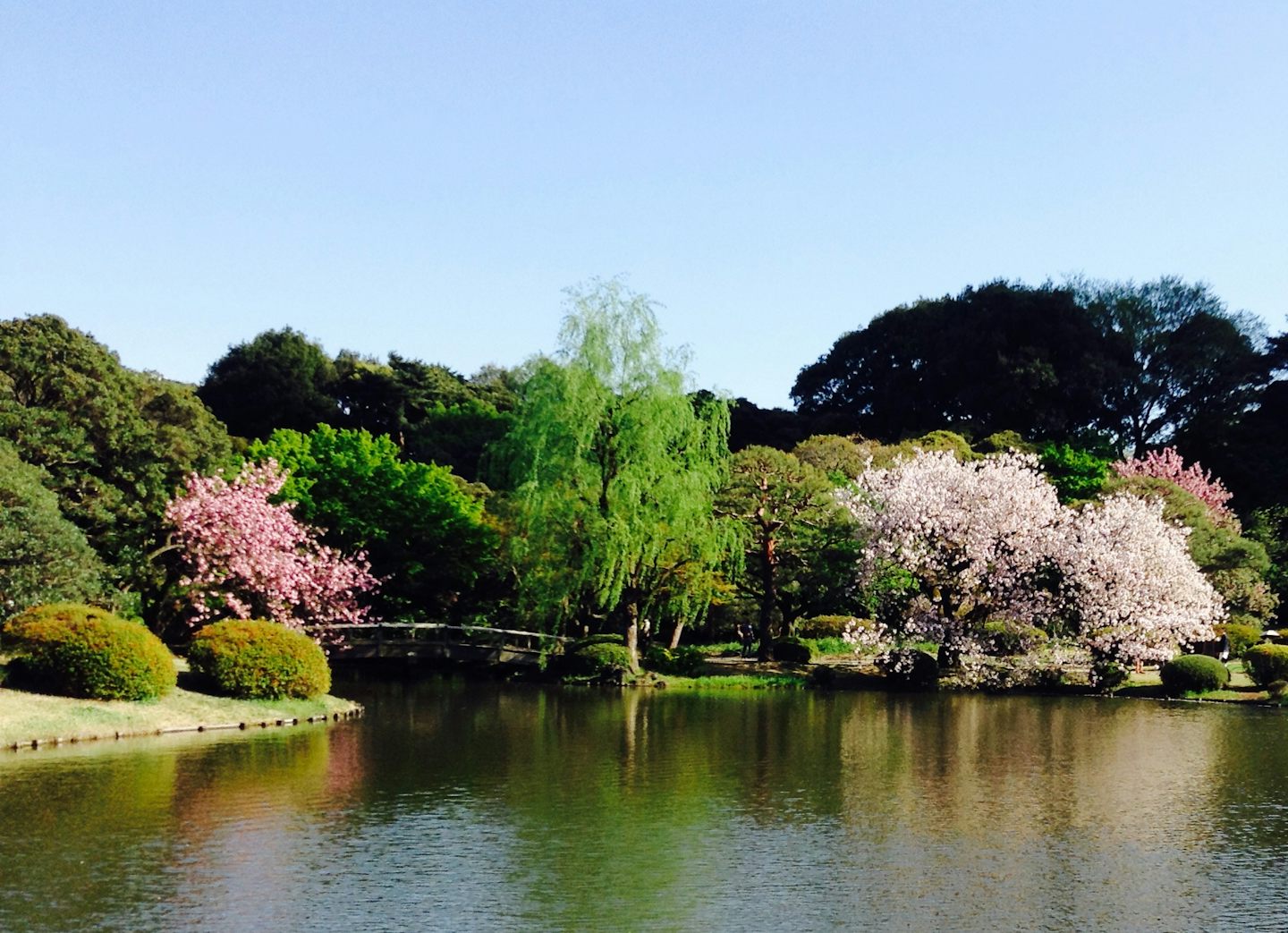 Shinjuku national garden Tokyo, a lovely park in spring.